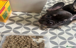 French Bulldog dogs for sale: French bulldog puppies  - Image 11