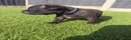 Staffordshire Bull Terrier dogs for sale: KC Registered Red/Brindle Staffy Puppies - Advert 13