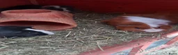 Guinea Pig rodents for sale: 6x guinea pigs  in Birmingham - Advert 2