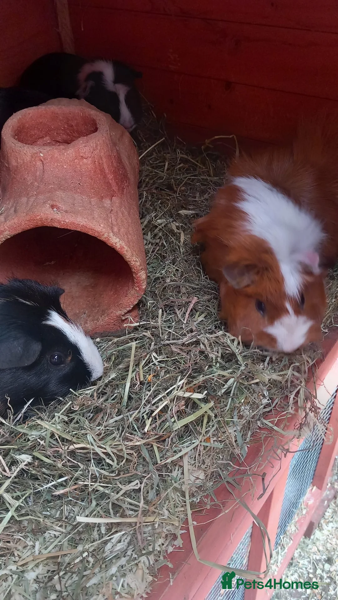 Guinea Pig rodents for sale: 6x guinea pigs  in Birmingham - Advert 2