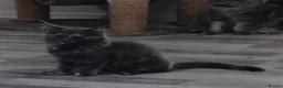 Maine Coon cats for sale: Rare blue/cream smoke maine coon kittens - Advert 13