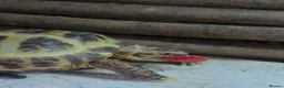 Tortoise reptiles for sale: Baby Hermann Tortoise with complete setup - Advert 3