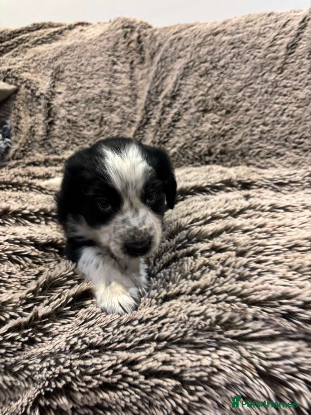 Mixed Breed dogs for sale: Beautiful cocker x collie puppies for sale - Advert 3