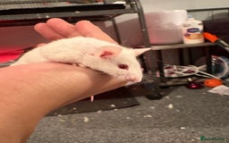 Mouse rodents for sale: Two Male Fancy Mice - Image 1