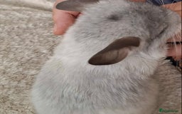 Chinchilla rodents for sale: Chinchilla mosaic male 10 weeks  - Advert 3