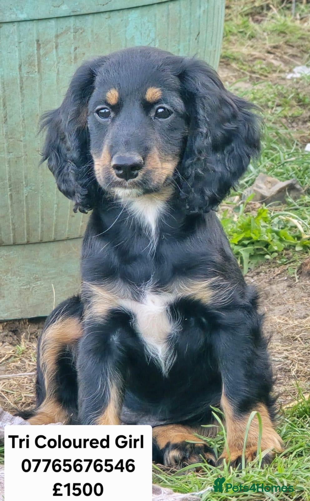 Cocker Spaniel dogs Show Cocker Spaniel Cross Puppies Homebred - Advert 2