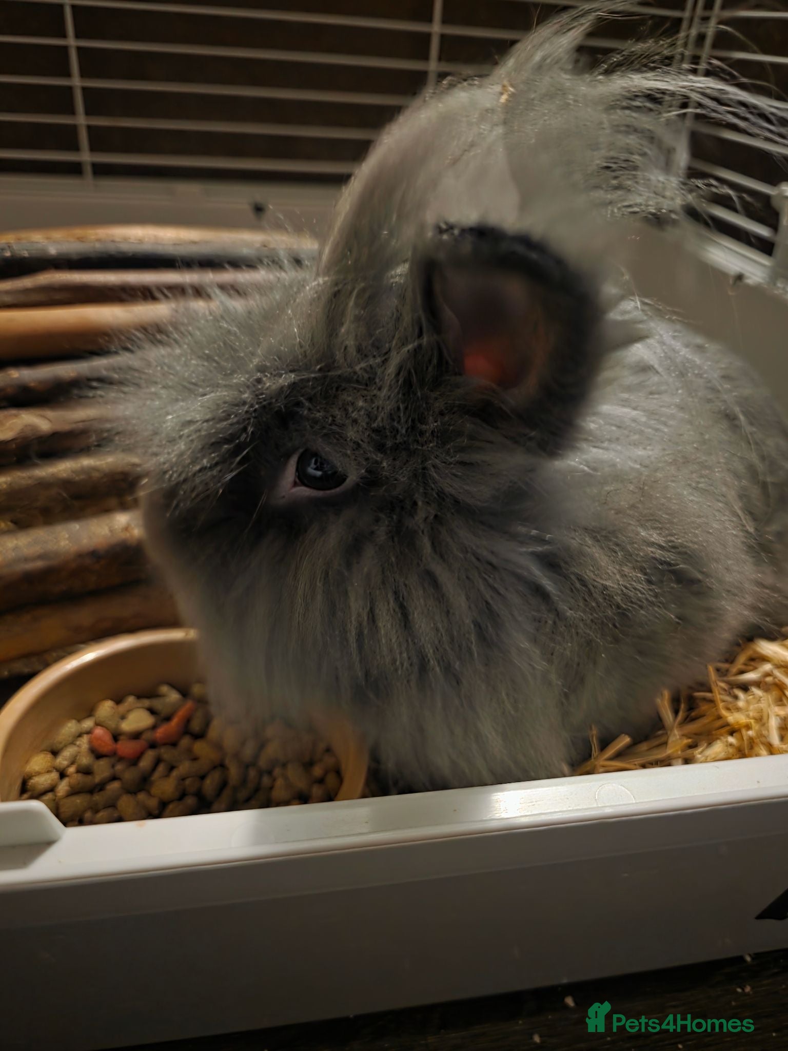 Mixed Breed rabbits Male lion head cross angora - Advert 1