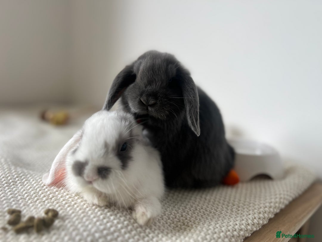 Mini Lop rabbits for sale: Rehoming Two Mini Lops - Image 22