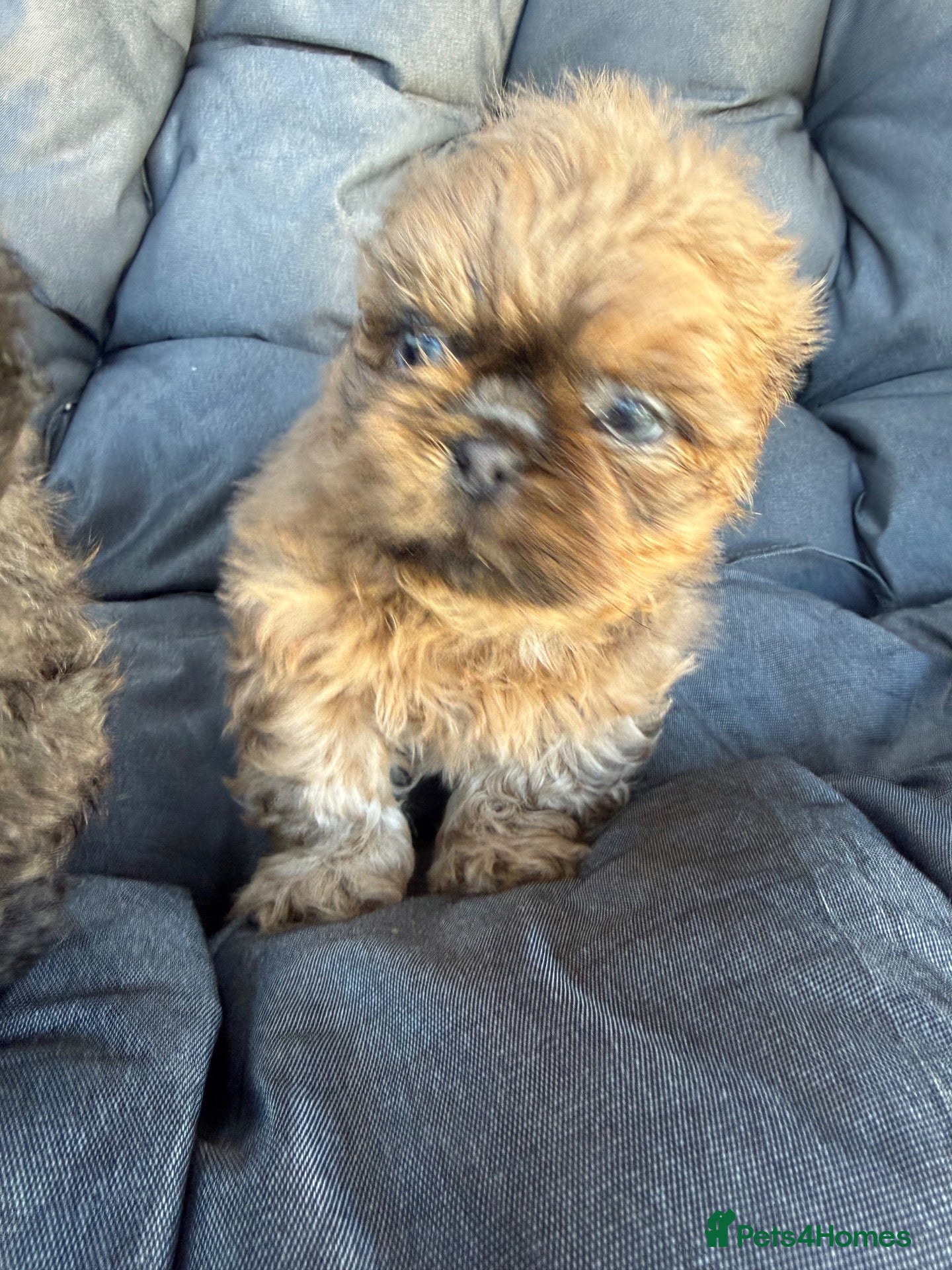 Shih Tzu dogs Stunning Healthy Shihtzu BOY Kc registered  - Advert 2