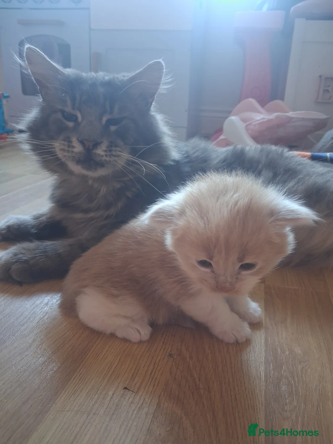 Maine Coon cats for sale: Female Maine coon  - Advert 2