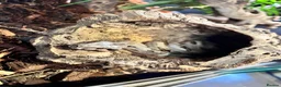Boa Snake reptiles for sale: Hypo boa het leopard juvenile  - Advert 3