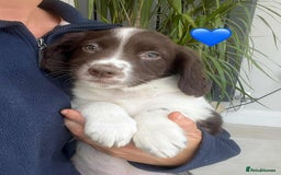 Border Collie dogs for sale: Beautiful Border Collie x Springer Spaniel Puppies - Image 13