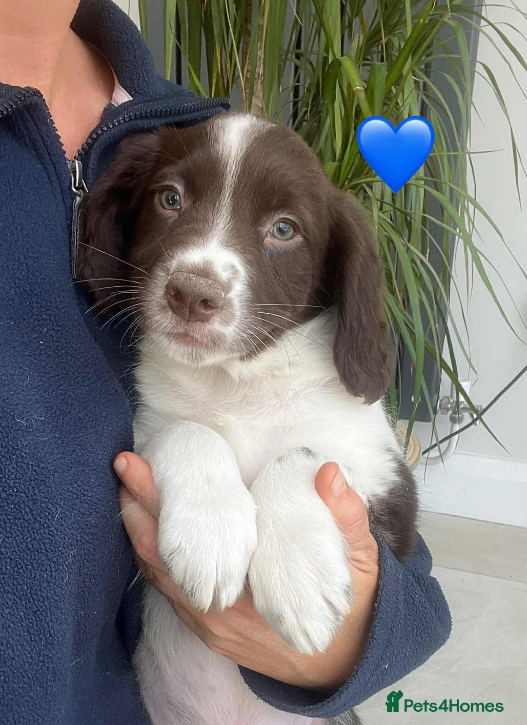 Border Collie dogs for sale: Beautiful Border Collie x Springer Spaniel Puppies - Image 13