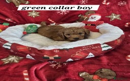 Cockapoo dogs for sale: F1 cockerpoo puppies  - Advert 9