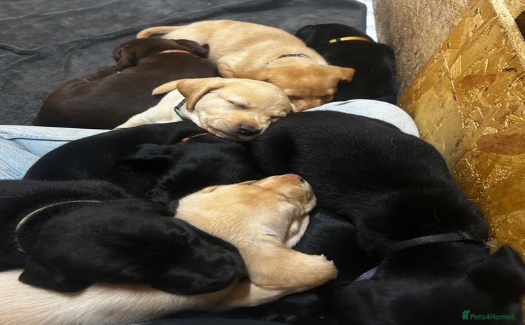 Labrador Retriever dogs - Advert 16