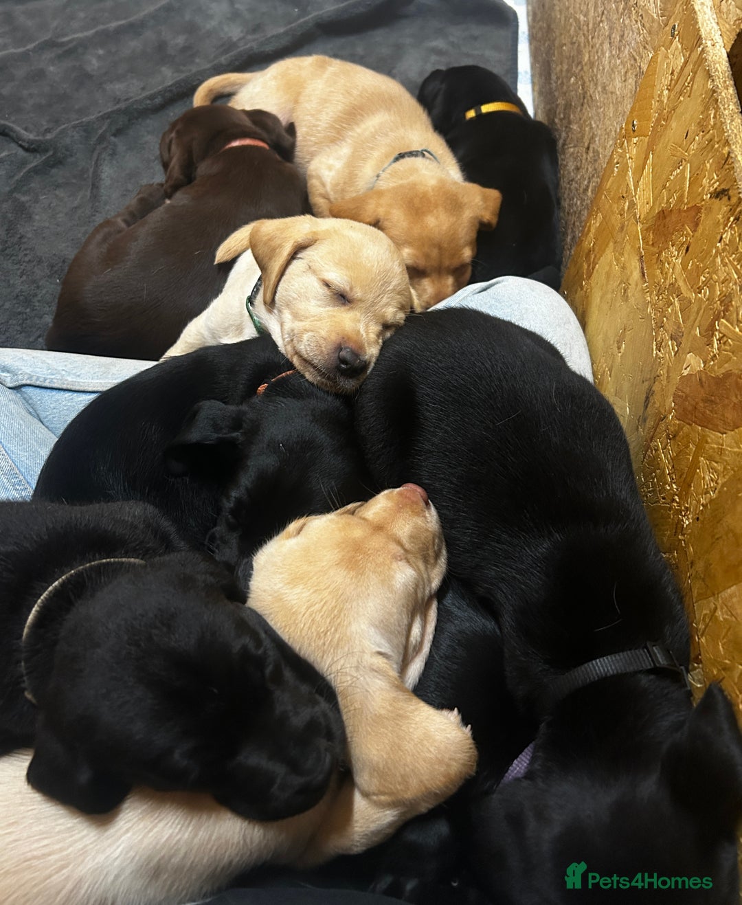 Labrador Retriever dogs for sale: Kc Registered Labradors ready to leave now - Image 1