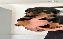 Rottweiler dogs for sale: STUNNING  in Potters Bar - Image 1
