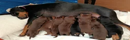 Dobermann dogs for sale: Dobermann puppies - Advert 1