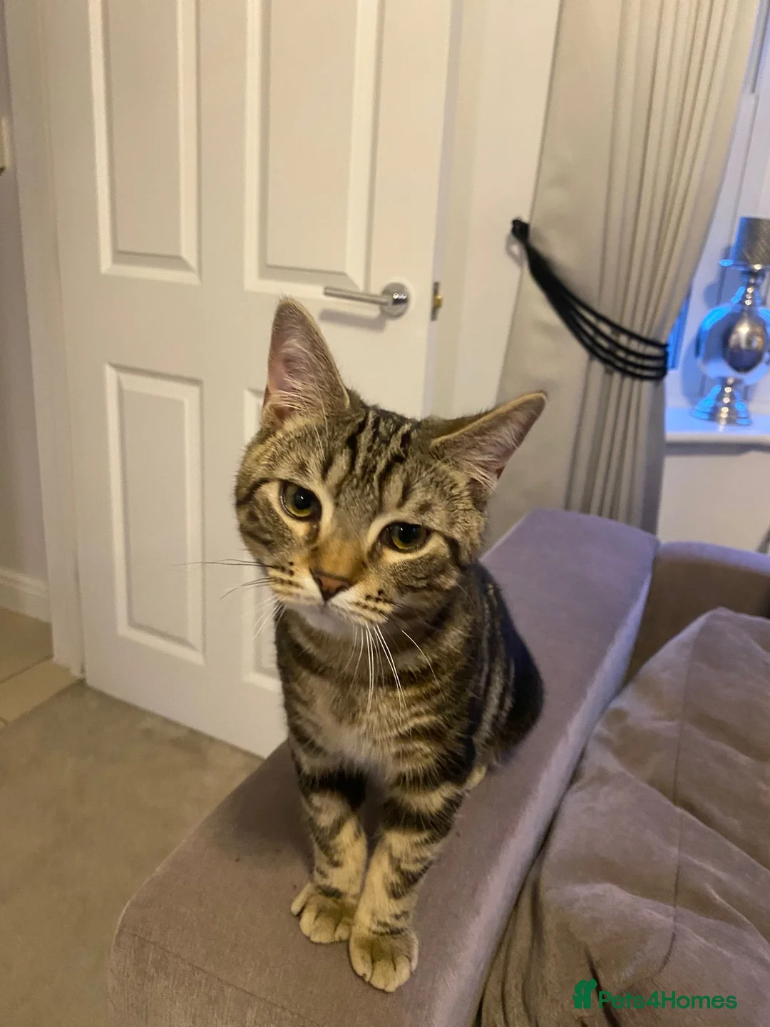 British Shorthair cats for sale: Kittens of 6 months NEED GONE URGENTLY  - Advert 8