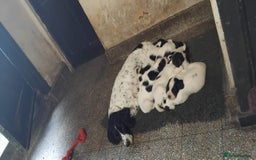 English Springer Spaniel dogs for sale: Stunning black and white springer spaniel puppies  - Image 8
