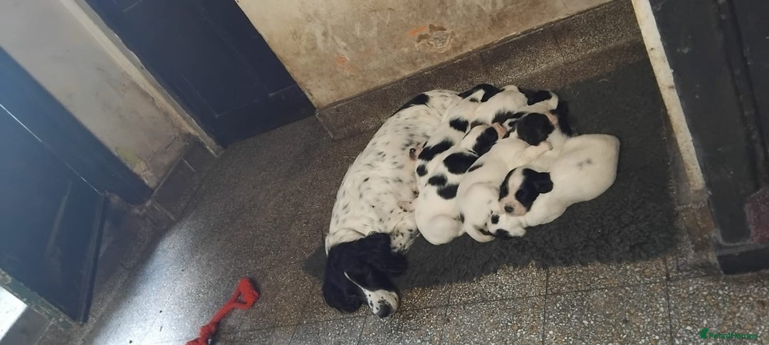English Springer Spaniel dogs for sale: Stunning black and white springer spaniel puppies  - Image 8