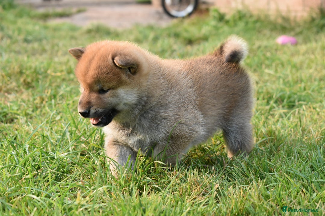 Japanese Shiba Inu dogs for sale: Multi Champion bloodline Shiba Inu pups for sale - Image 12