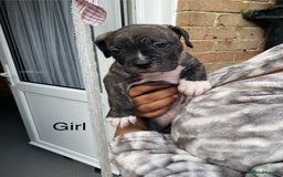 Mixed Breed dogs for sale: Bull mastiff x American bulldog puppies - Image 3