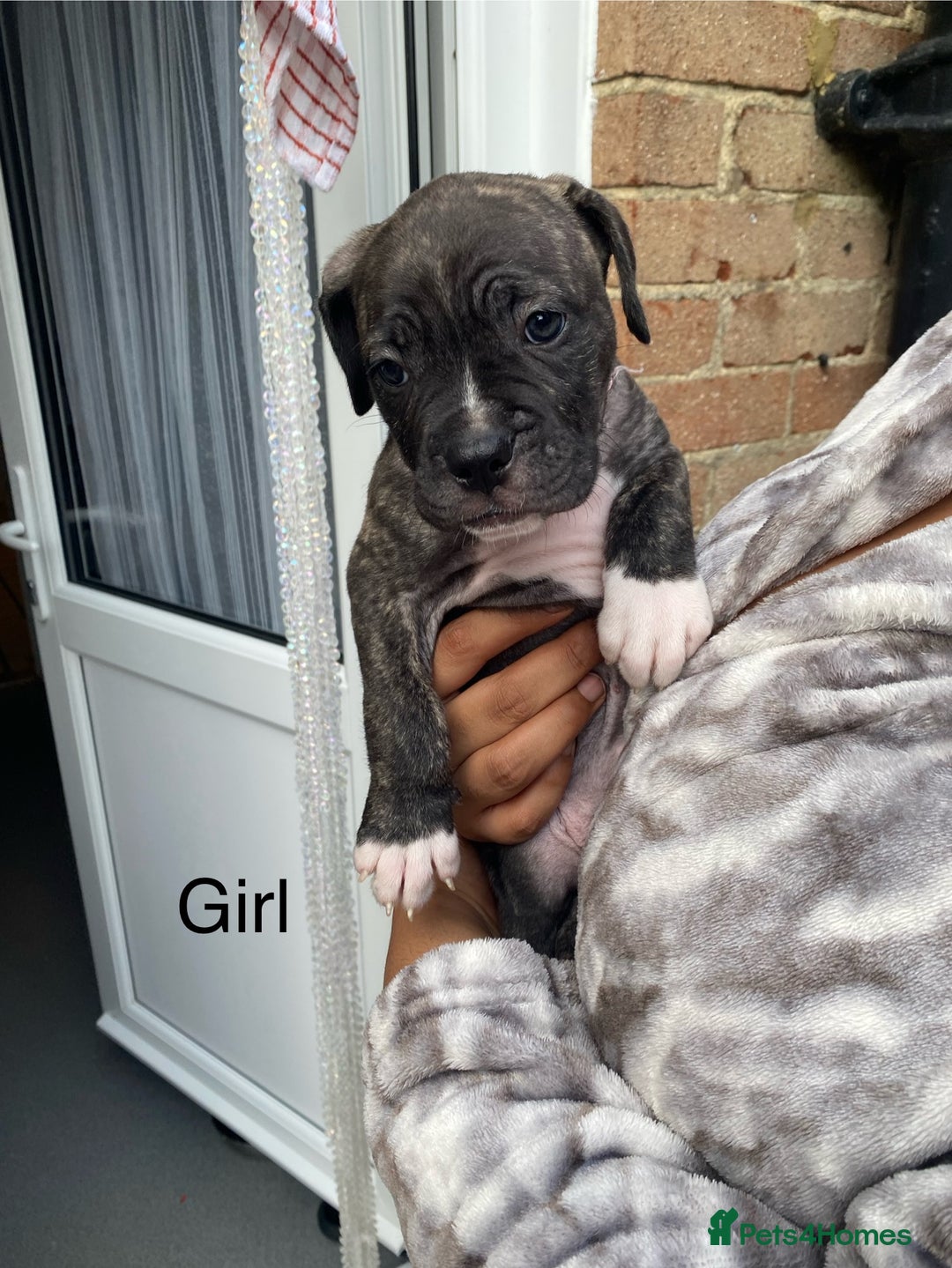 Mixed Breed dogs for sale: Bull mastiff x American bulldog puppies - Image 3