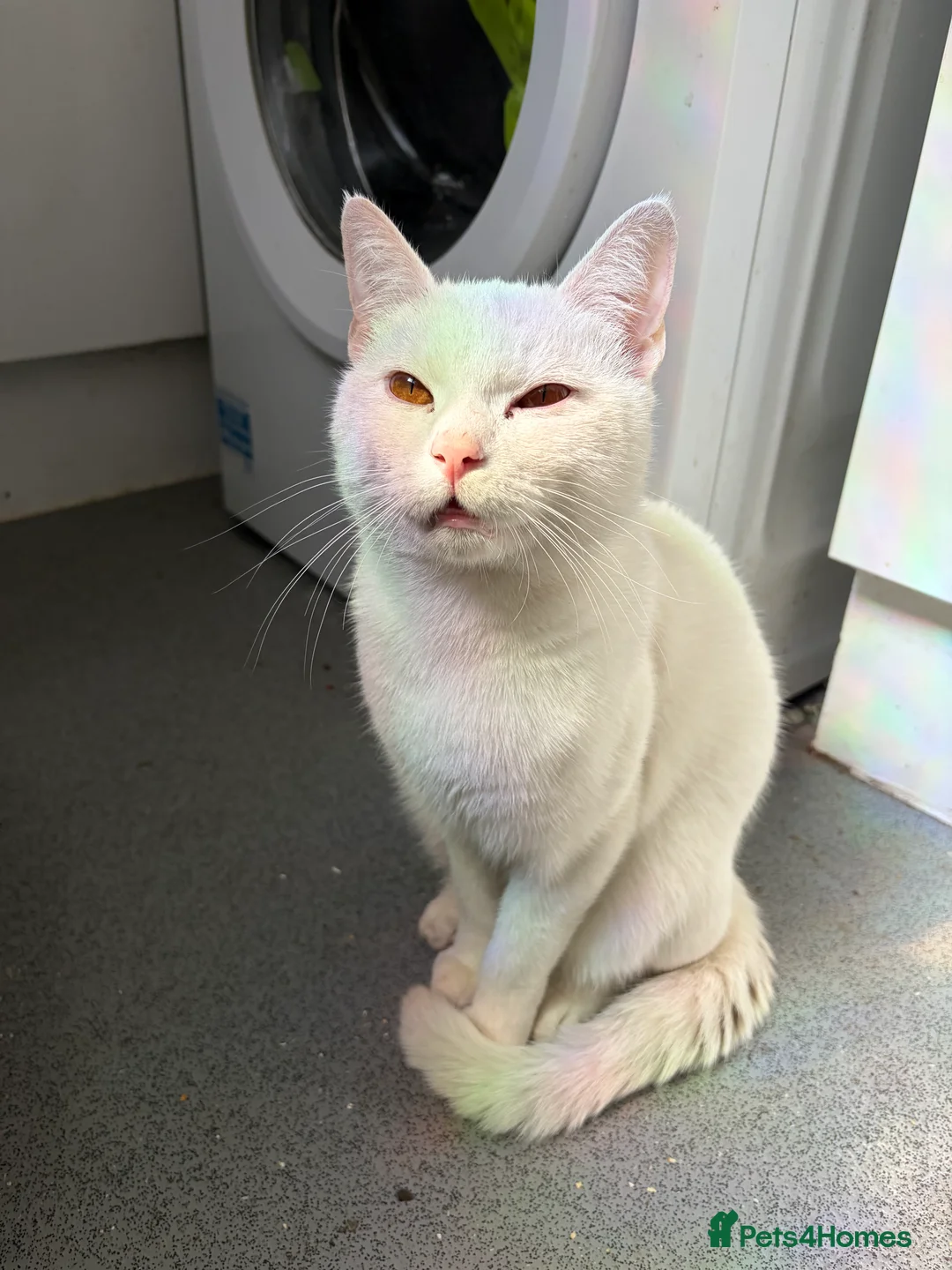 Mixed Breed cats for sale: Gorgeous 1 year old boy in Coventry - Advert 3