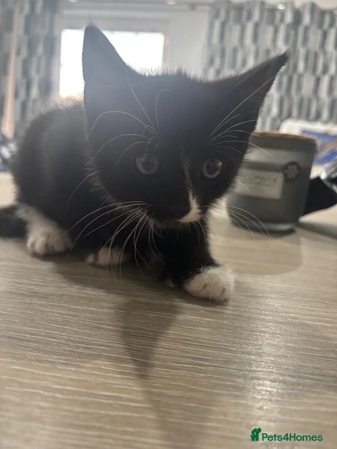 Mixed Breed cats for sale: beautiful 8wk old kitten ready to leave  - Advert 2