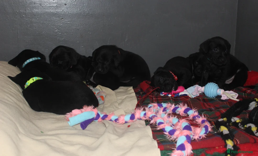 Labrador Retriever dogs for sale: Lovely, bold, beautiful puppies - Advert 22