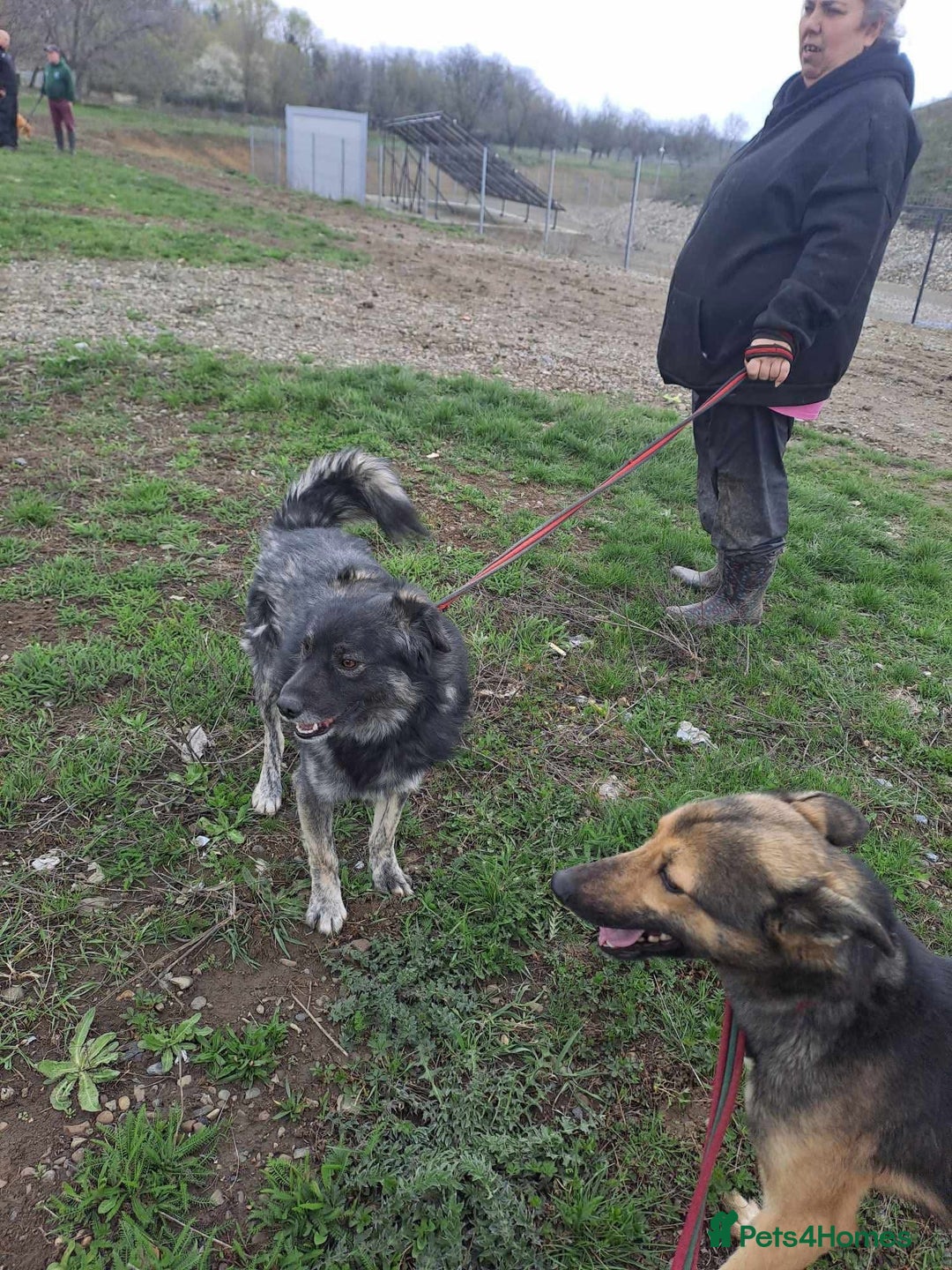 Mixed Breed dogs for adoption: Roberto - Norwich Norfolk  - Image 14