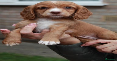 Cocker Spaniel dogs - Advert 4