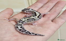 Leopard Gecko reptiles for sale: Blacknight macksnows and supersnows in tremper - Image 24