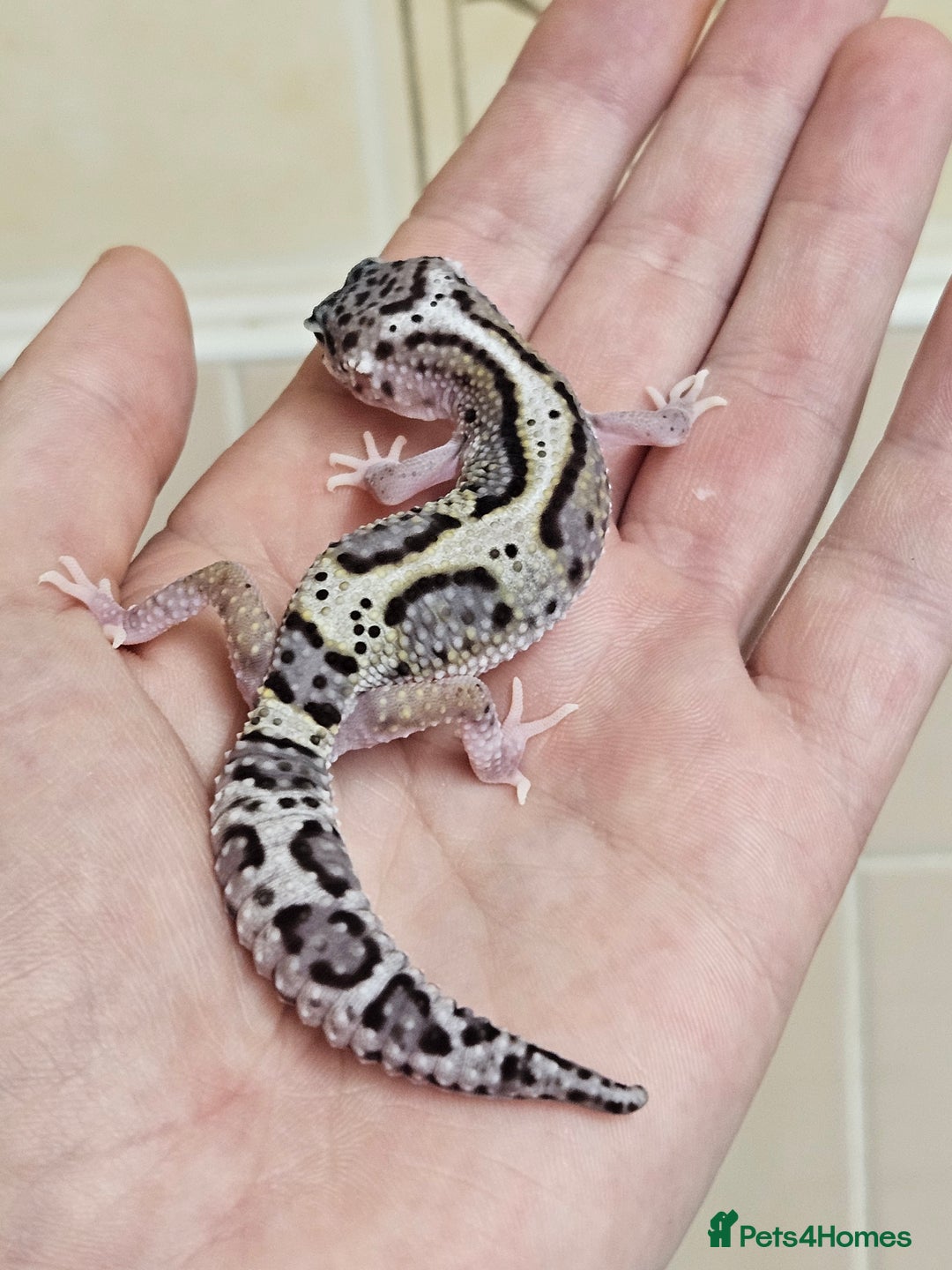 Leopard Gecko reptiles for sale: Blacknight macksnows and supersnows in tremper - Image 24