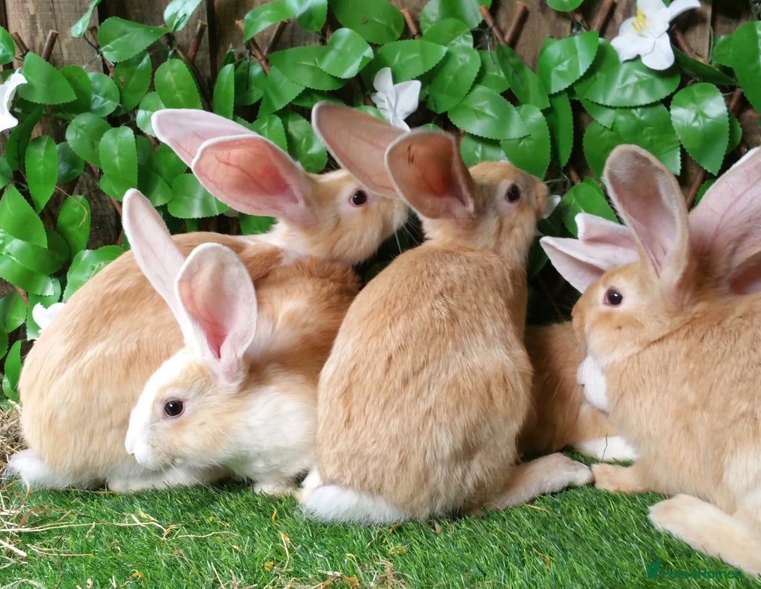 Continental Giant rabbits for sale: PURE Continental Giants Vaccinated 3 in 1 Reserve  - Image 5