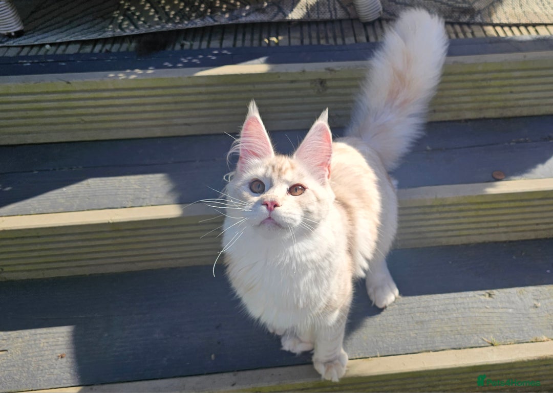 Maine Coon cats for sale: Amazing large red girl for good breeders only - Advert 3