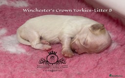 Yorkshire Terrier dogs for sale: ❤️ Champion heritage KC reg.PEDIGREE puppies! 🐶❤️ - Image 31
