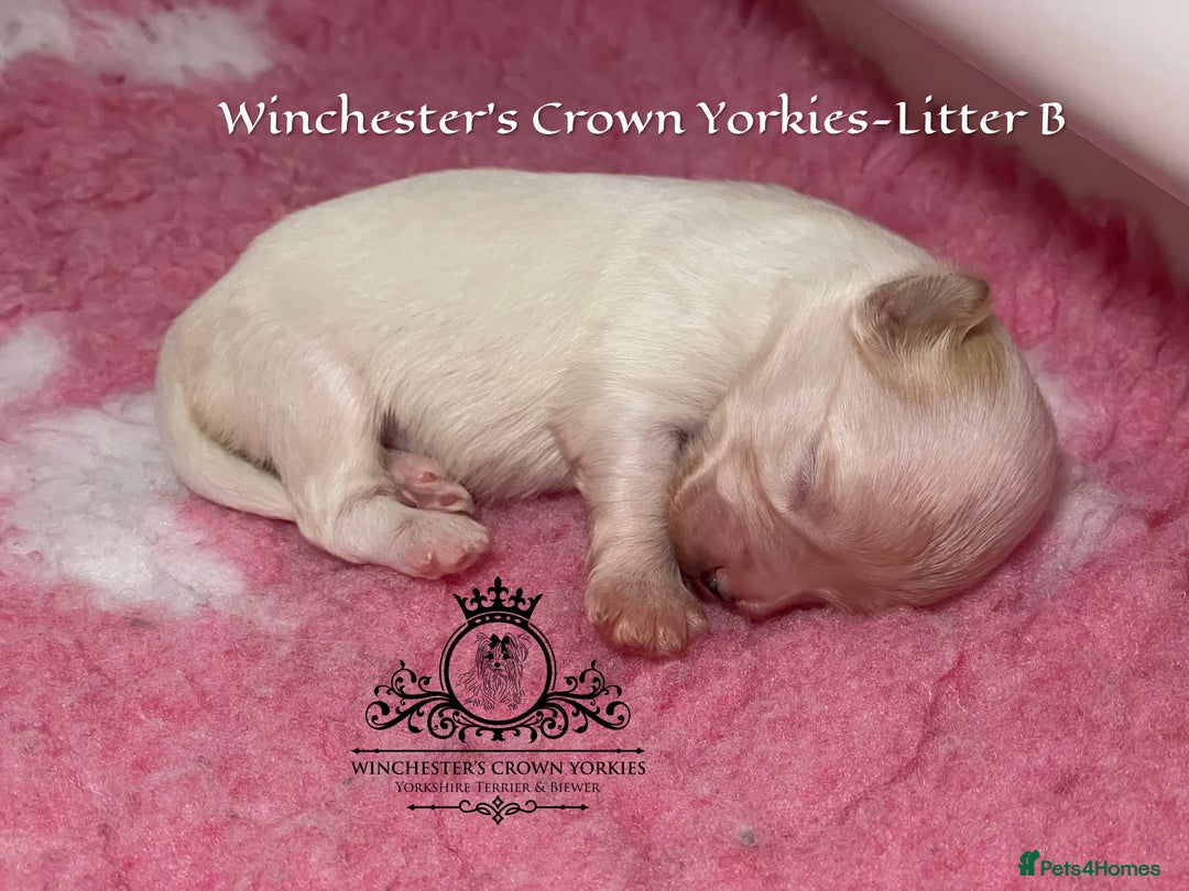 Yorkshire Terrier dogs for sale: ❤️ Champion heritage KC reg.PEDIGREE puppies! 🐶❤️ - Image 31