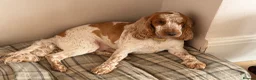 Cocker Spaniel dogs for stud: KC DNA TESTED ORANGE ROAN SHOW COCKER SPANIEL STUD - Advert 4