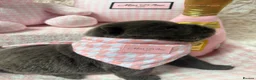 Chow Chow dogs for sale: 🐾💙BEAUTIFUL BLUE CHOW CHOW PUPPIES🐾💙 - Advert 4