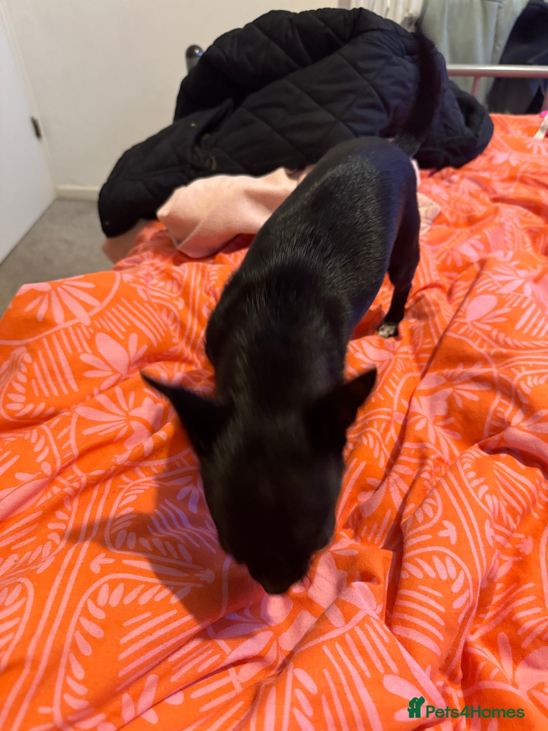 Chihuahua dogs for sale: Stunning absolutely stunning female chihuahua  - Image 13