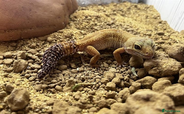 Gecko reptiles - Advert 3