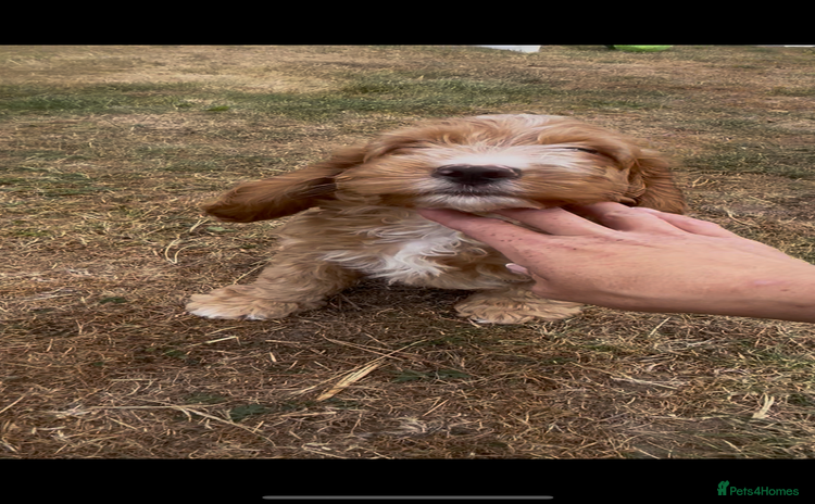Cockapoo dogs - Advert 6