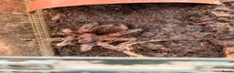 Tarantulas invertebrates for sale: Tarantulas for sale in Warrington - Advert 9
