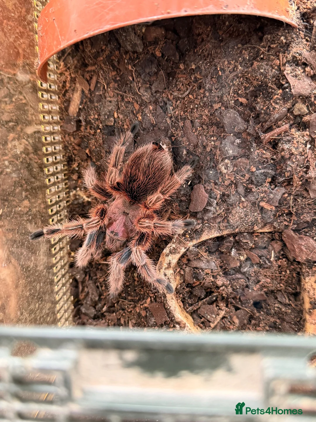 Tarantulas invertebrates for sale: Tarantulas for sale in Warrington - Advert 9