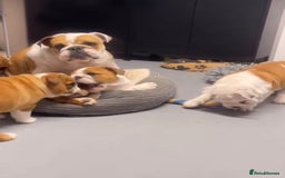 English Bulldog dogs for sale: Gorgeous Purebred English Bulldog Puppies - Image 18