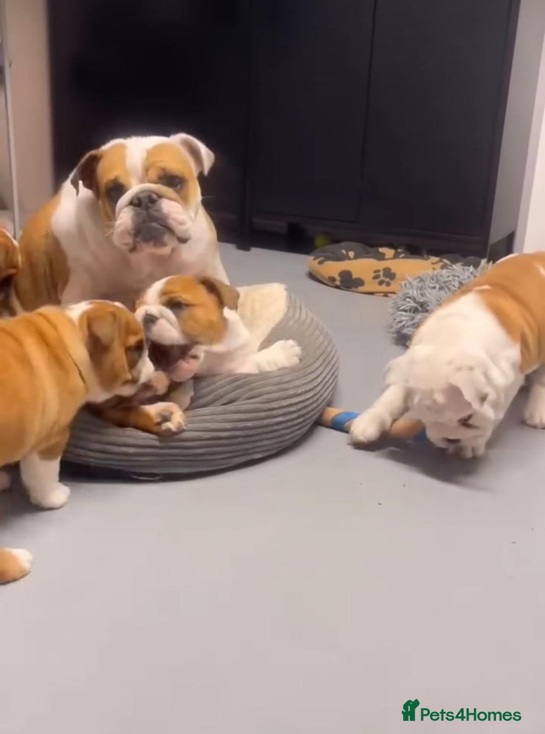 English Bulldog dogs for sale: Gorgeous Purebred English Bulldog Puppies - Image 18