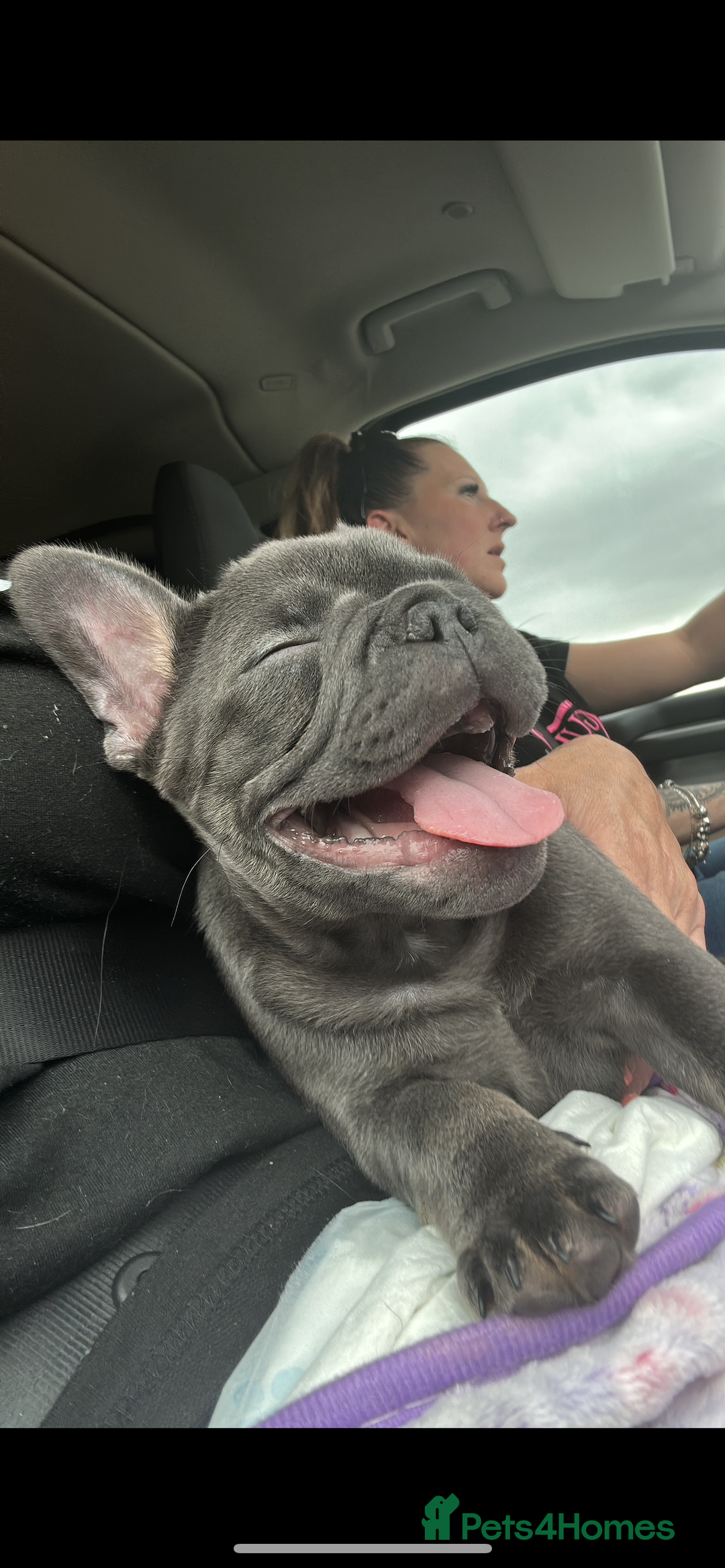 French Bulldog dogs for sale: Beautiful 7 month old blue French bulldog girl  - Image 4