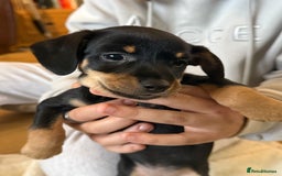 Mixed Breed dogs for sale: Beautiful miniature dash X Maltese  - Image 9